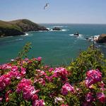 Mendocino Coast Botanical Gardens
