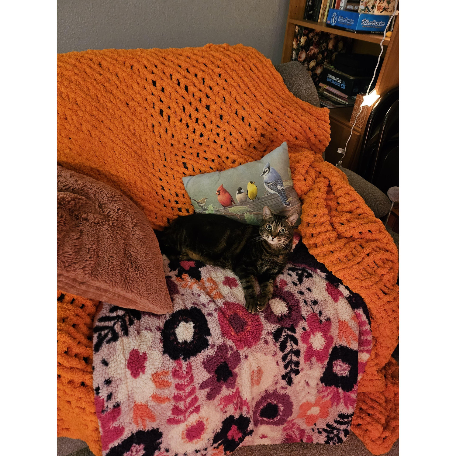 Our cat, Meatloaf