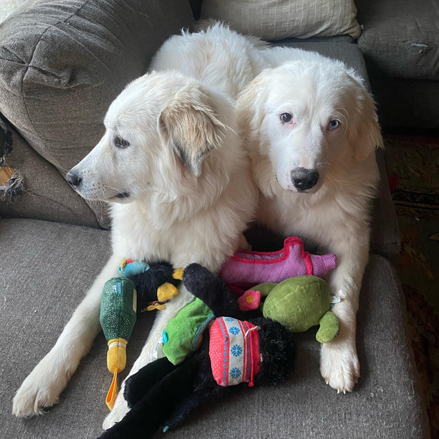 Puppy Fund