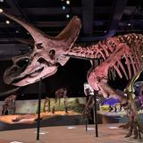 Houston Museum of Natural Science
