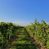 Local breweries and wineries