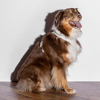 Cushioned Dog Harness