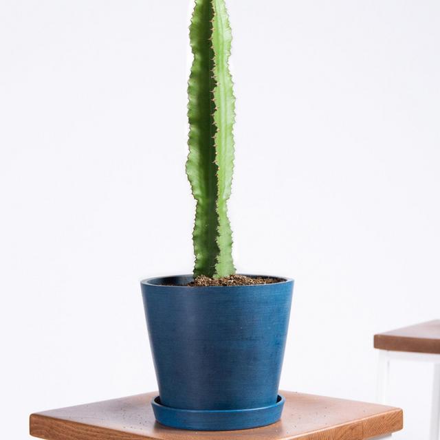 Emerald Ripple Cactus