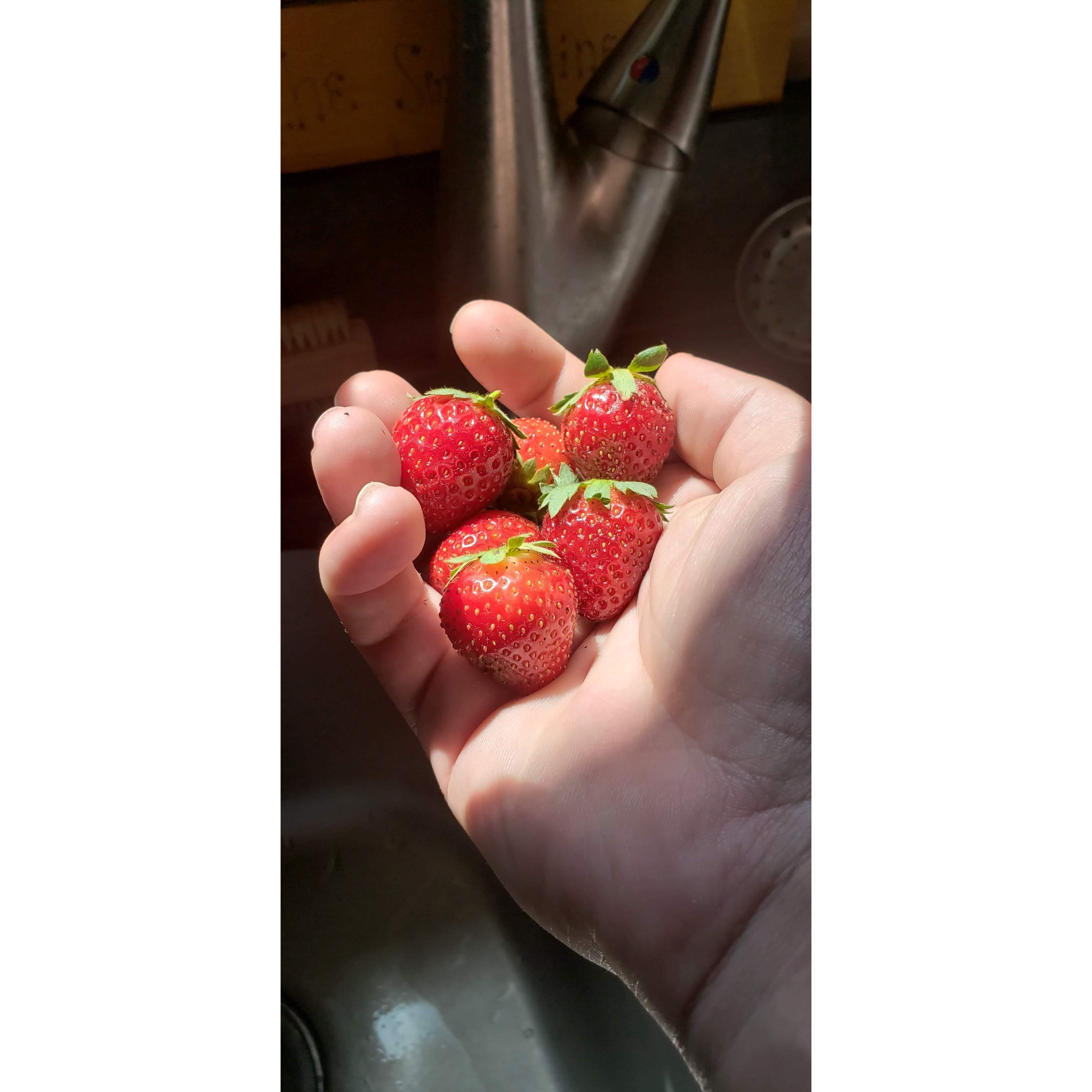 Home-Grown Strawberries