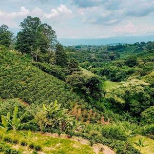 Costa Rica Coffee & Chocolate Farm Tour