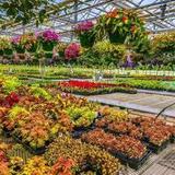 Stanley's Greenhouse
