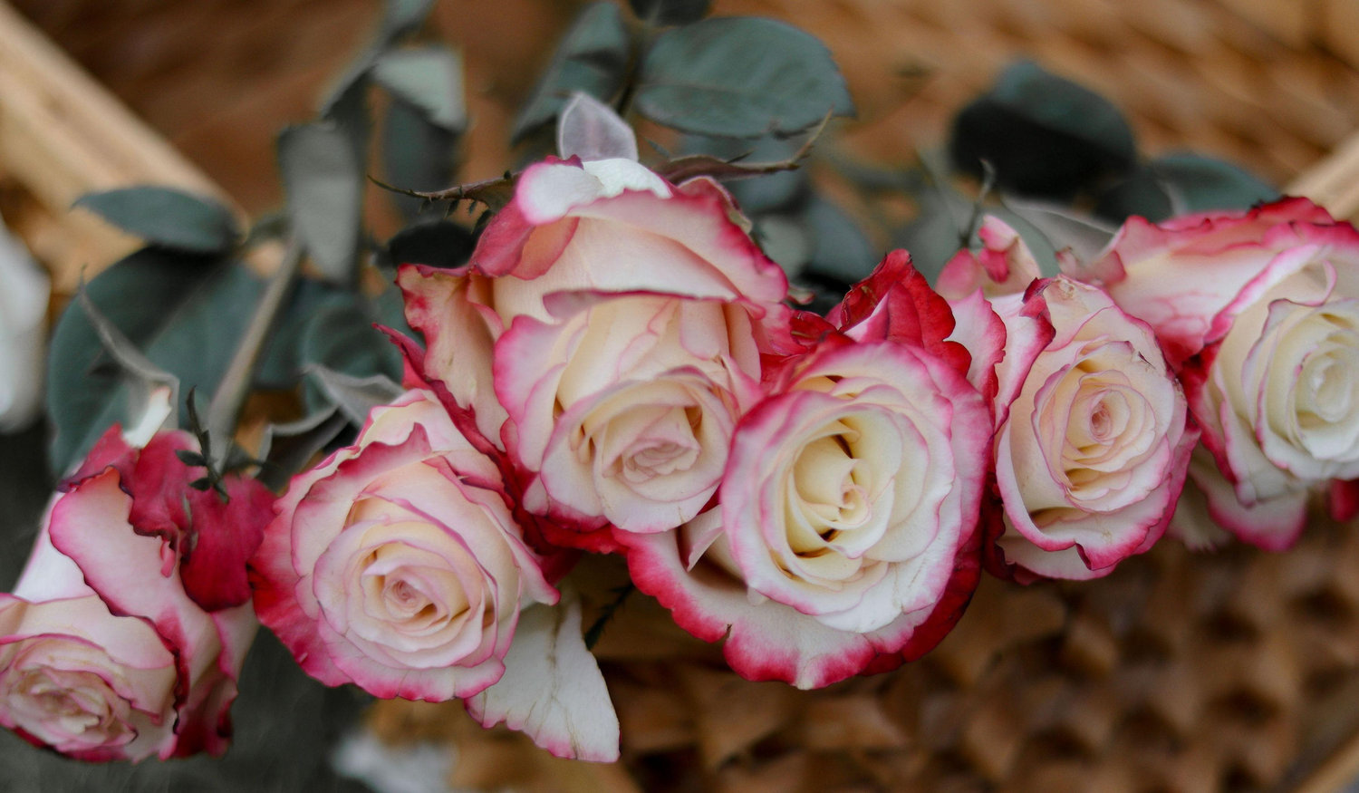 Footer image