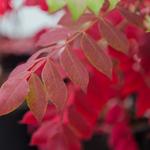 North Tonawanda Botanical Gardens
