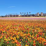 The Flower Fields