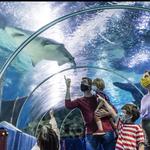 Greater Cleveland Aquarium