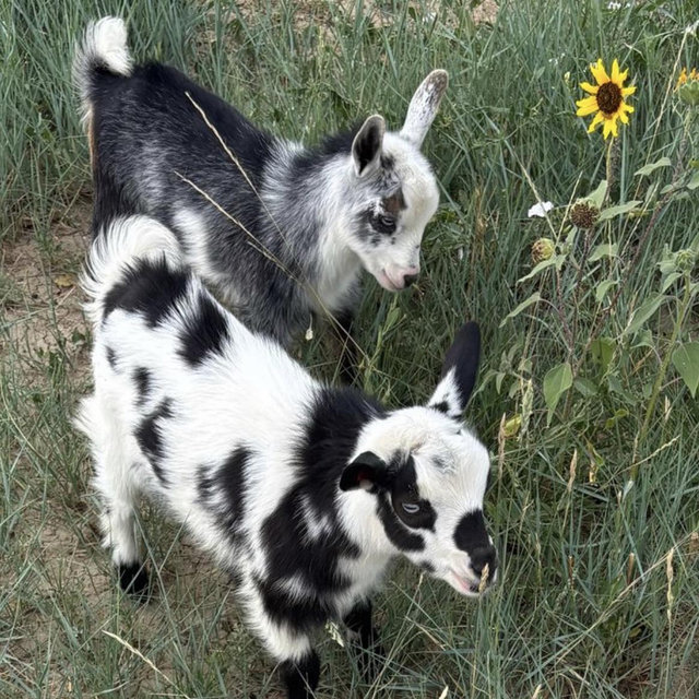 Christina Wants A Mini GOAT