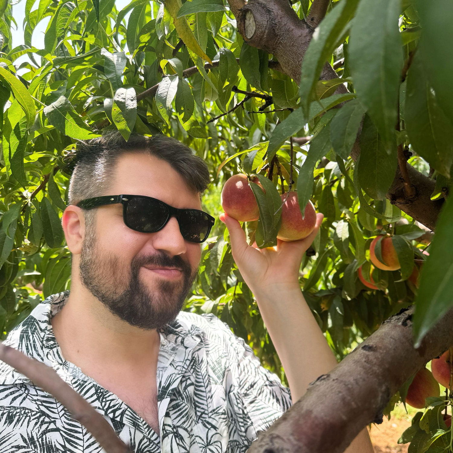 Peach picking - Summer 2024