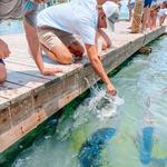 Feed the Tarpon @ Robbies