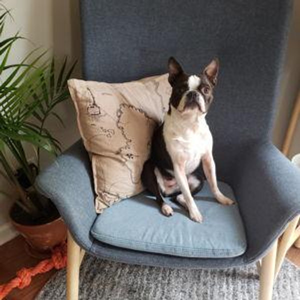 Alfie’s Transition Fund