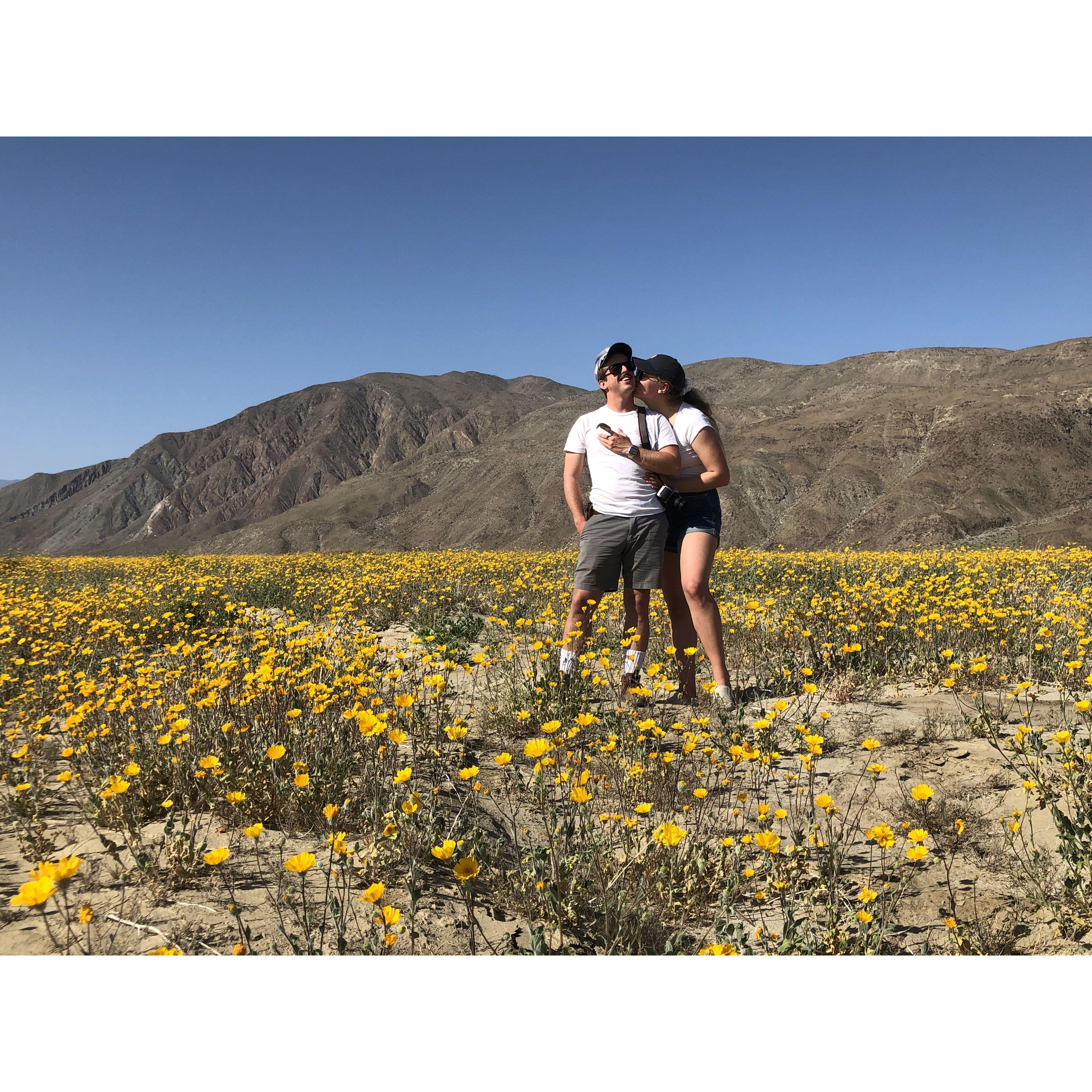 During the super bloom in Anza Borrego Desert State Park, CA