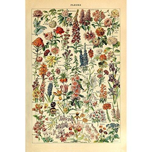 Meishe Art Vintage Poster Print Flower Floral Botanical Collections Garden Flowers and Plants Identification Reference Chart Diagram Home Wall Decor