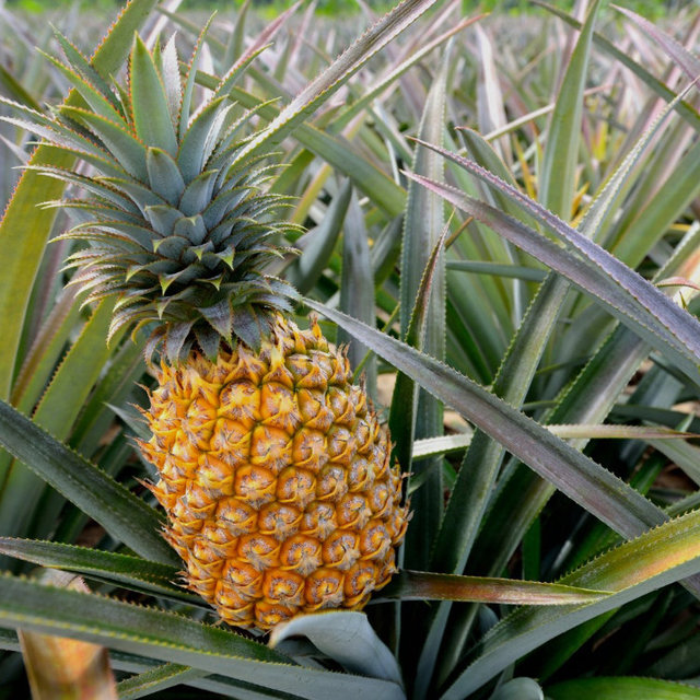 Pineapple Farm Tour in Maui