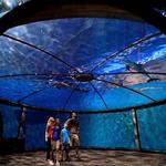 Unleash Your Curiosity on a Visit to the Indianapolis Zoo