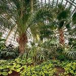 Garfield Park Conservatory