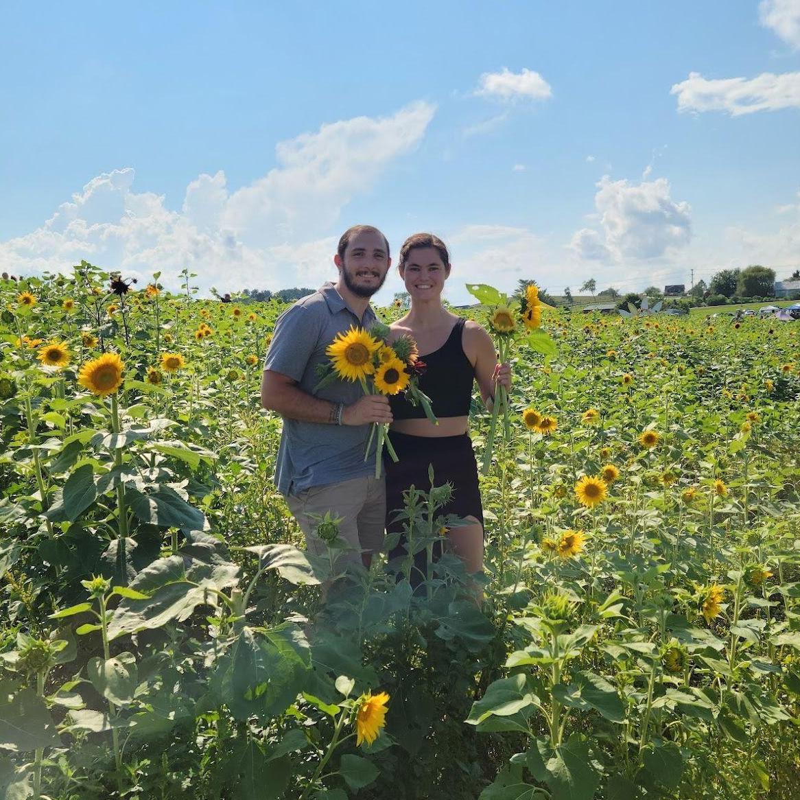 Picking sunflowers at Sinkland farms