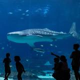 Georgia Aquarium