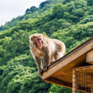 Monkey Park Tickets