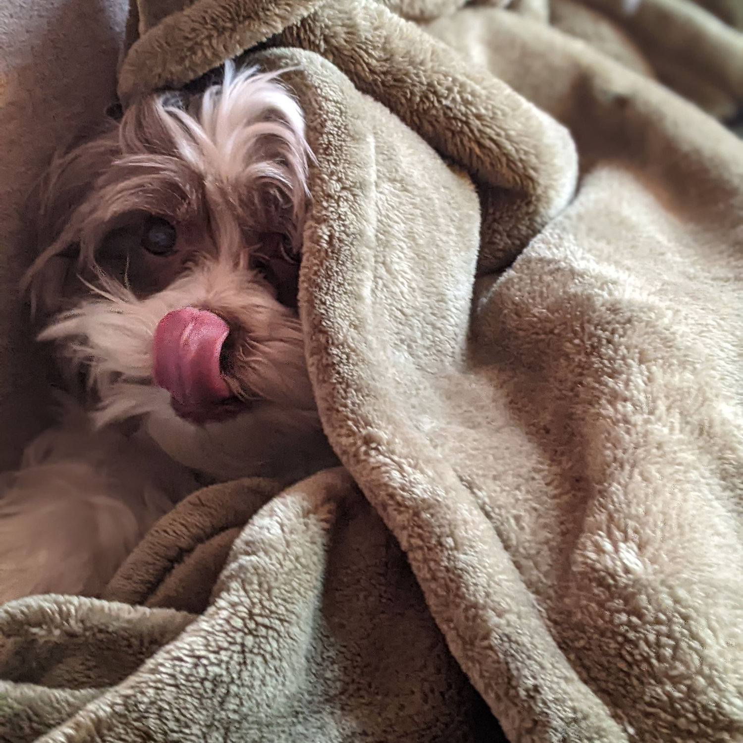 Maisy's preferred habitat