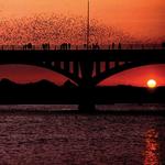 Austin Bats @ the South Congress Bridge