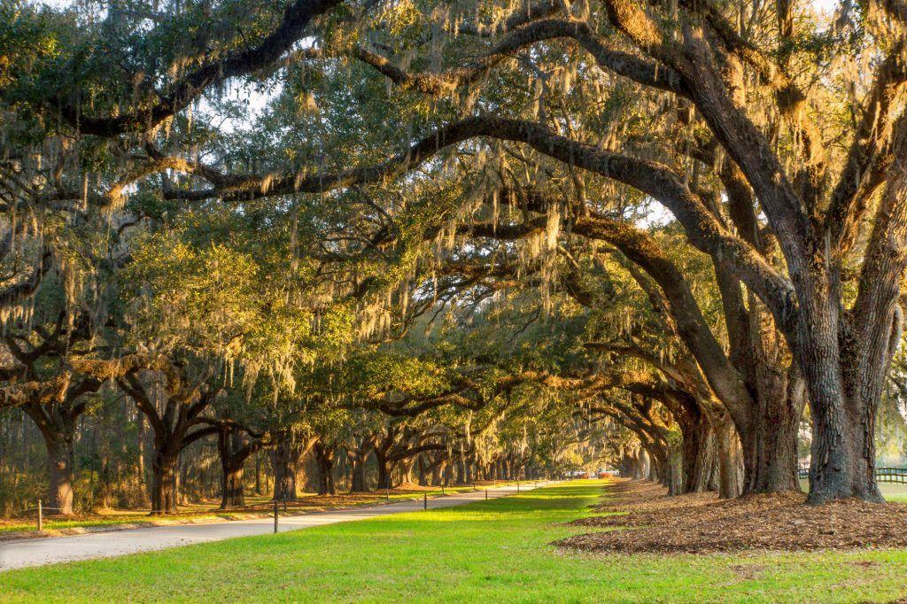 The Wedding Website of Addison Michelle Cottone and Logan Sanders McDaniel