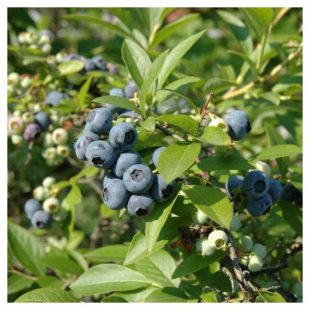 Bluberry 'Tift' 1pc - National Plant Network U.S.D.A Hardiness Zone 7-9 - 2.25 Gallon