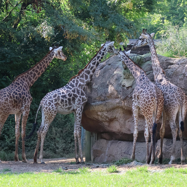 One-Year Zoo Membership