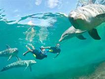 Dolphin Cay