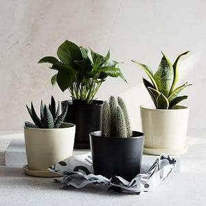 The Sill Planter + Plant, The August, Matte Black Bright Light