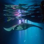 Manta Ray Night Snorkeling