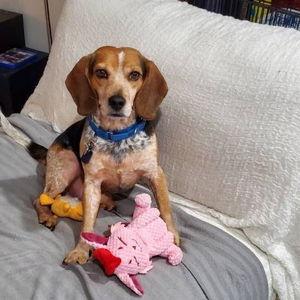 Dog Sitter Fund