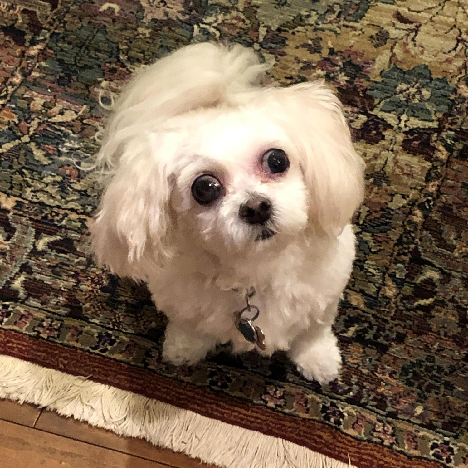 Paris is so excited for the wedding!