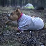 Go camping