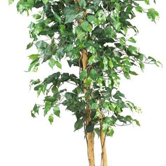 Nearly Natural 5209 Ficus Silk Tree, 6-Feet, Green