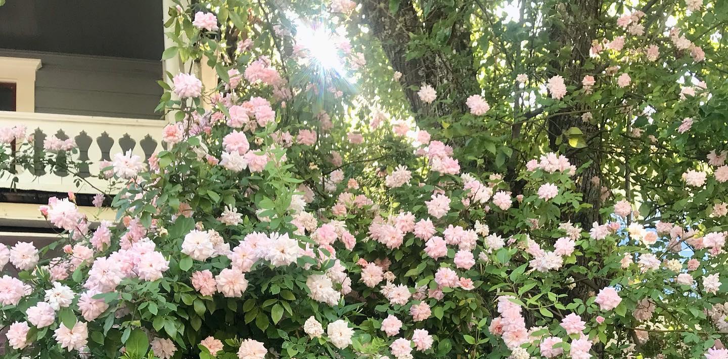 The Wedding Website of Kaleigh Spollen and Luke Carneal