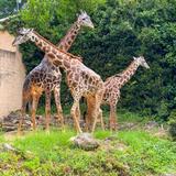 Greenville Zoo