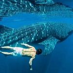 Whale Shark Tours - Club