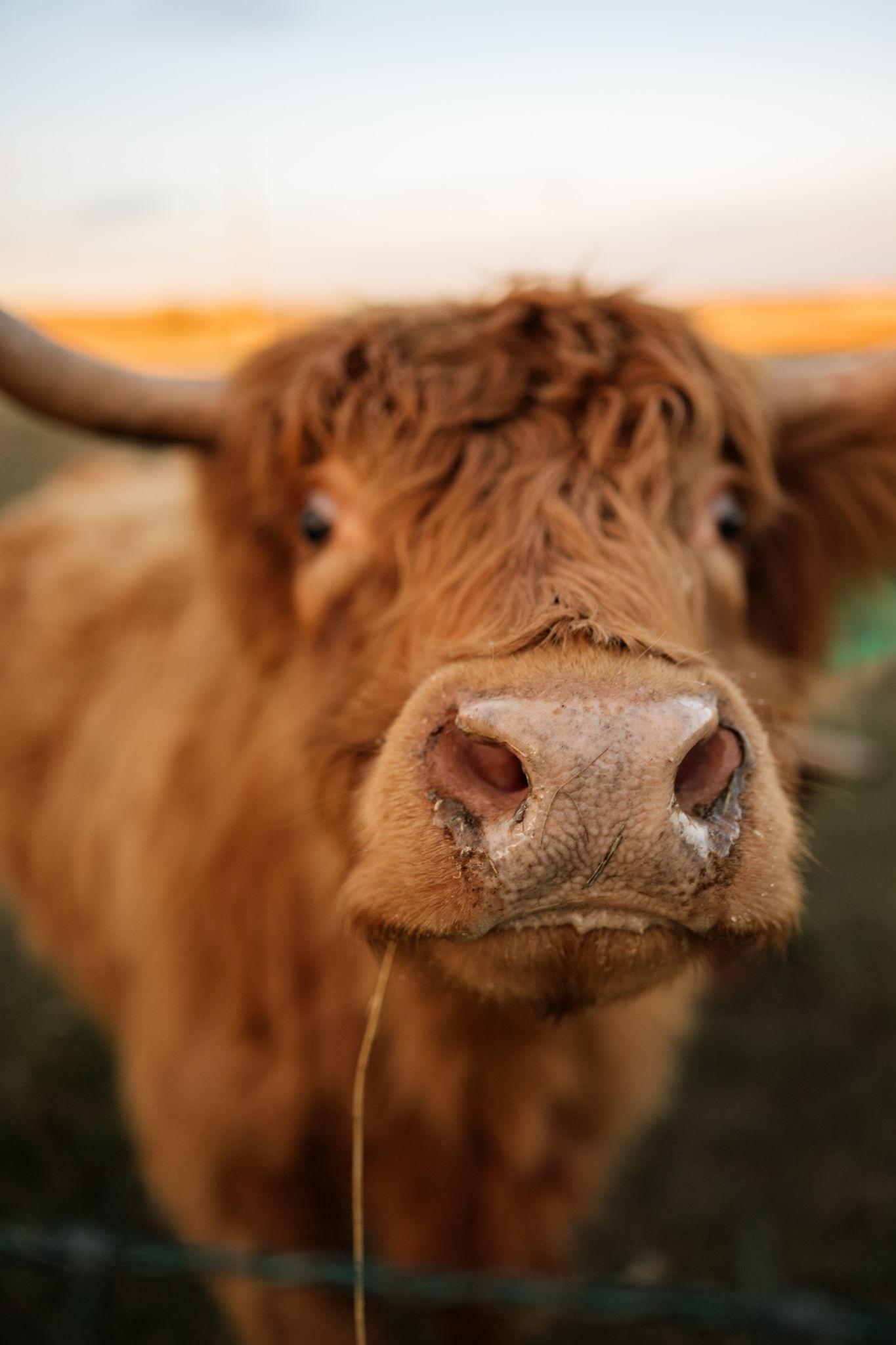 The Wedding Website of Haily Van Beek and Brookes Reinholt