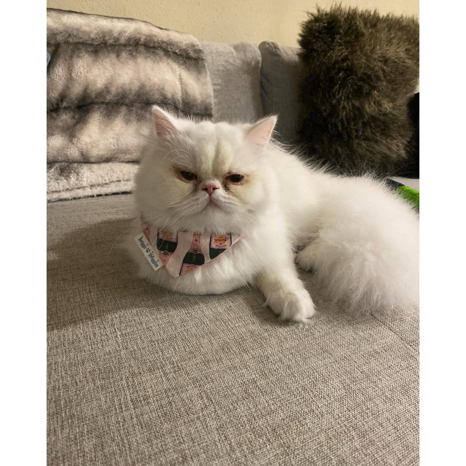 Our cat Mochi!