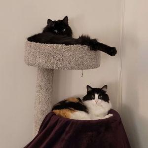 New Cat Tower