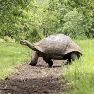 Galapagos Tortoise Sanctuary Tickets for Two