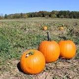 Pin Oak Farms