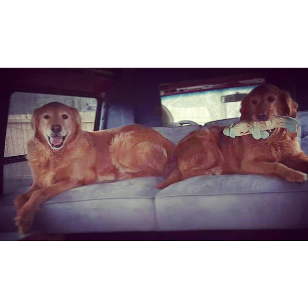 Our sweet goldens, May and Boog.