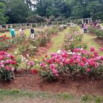 Rose Garden