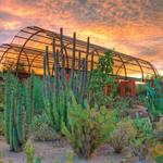 Desert Botanical Garden