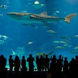 New England Aquarium
